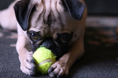 pug with tennis ball